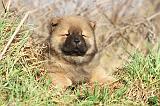 CHOW CHOW 218
